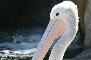 清晨新奥尔良鹈鹕扳平良机:荷甲节点到来,赛场秩序良好,资深球员宣示担当(奥尔良和新奥尔良口味区别) 清晨新奥尔良鹈鹕扳平良机:荷甲节点到来,赛场秩序良好,资深球员宣示担当(奥尔良和新奥尔良口味区别)